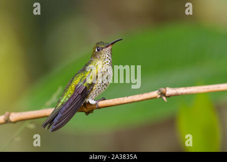 Many-spotted Hummingbird - Leucippus hypostictus, green spotted hummingbird from Andean slopes of South America, Wild Sumaco, Ecuador. Stock Photo