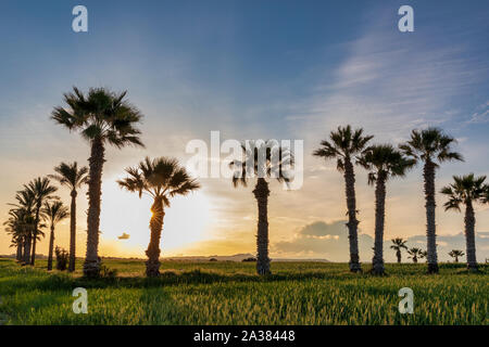 Silhouette of palms during sunset at Mazotos beach, Cyprus Stock Photo