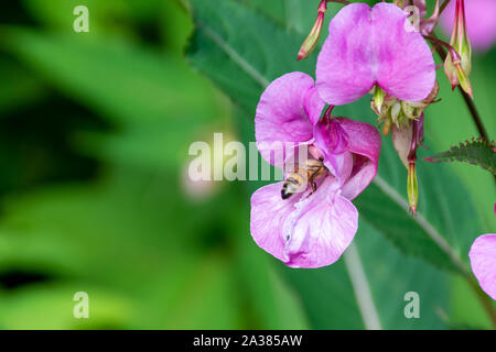 Honey bee flies into a purple flower and out collecting nectar and pollen as a result on a sunny day in Canada Stock Photo