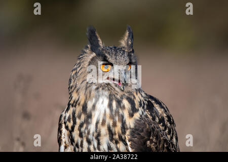 Portrait of an Eurasian Eagle Owl (Bubo bubo) Stock Photo