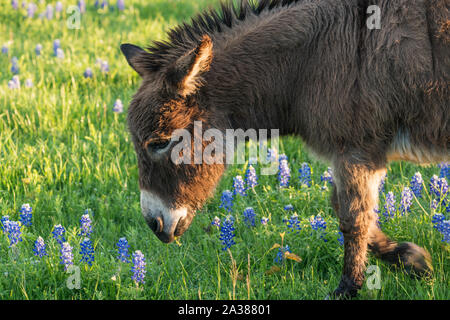 Burro Grazing in a Bluebonnet Filled Meadow in Texas Stock Photo