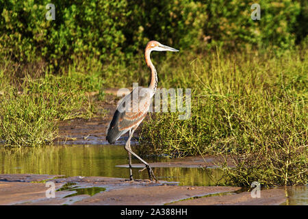 The Goliath Heron is the largest of all the world's herons. A pair will have a territorry usually on permanent freshwater and hunt independently Stock Photo