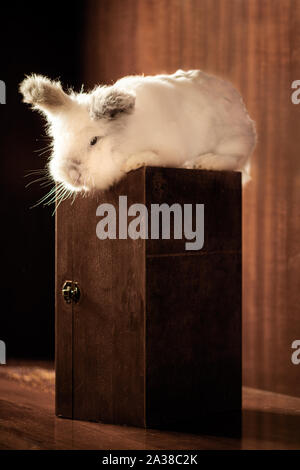 White Lionhead Rabbit on a Wooden Box Stock Photo