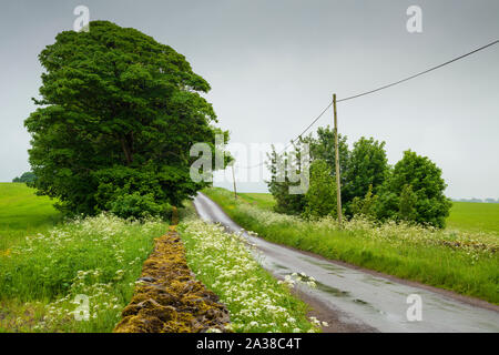 A country lane in late spring in the Mendip Hills National Landscape near Priddy, Somerset, England. Stock Photo