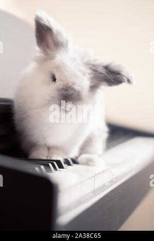 White Lionhead Rabbit Sitting on a Piano Keyboard Stock Photo