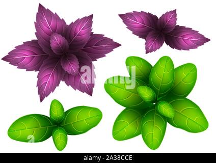 Fresh green and red basil leaf. 3D realistic vector set basil leaves. Healthy aroma. Isolated on white background. Herbs and spices kitchen set. Vecto Stock Vector