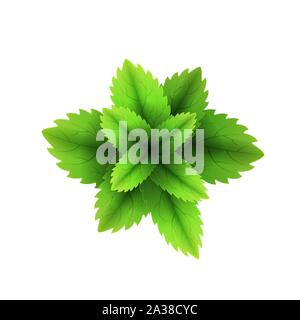 Fresh mint leaf. 3D realistic vector set mint leaves. Healthy aroma. Spearmint green leafs. Isolated on white background. Vector Stock Vector