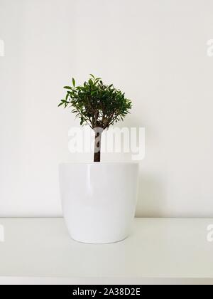 Bonsai tree in a ceramic pot Stock Photo