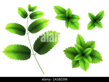 Fresh mint leaf. 3D realistic vector set mint leaves. Healthy aroma. Spearmint green leafs. Isolated on white background. Vector Stock Vector