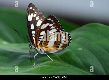 Common Sergeant Athyma perius Butterfly resting on leaf, showing colourful orange under wing Stock Photo