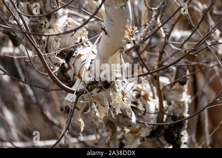 Himalayan birch tree, at the foothills of a mountain. Stock Photo