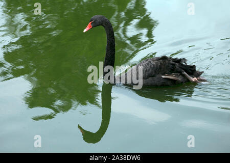 Black swan swimming in a river, Indonesia Stock Photo