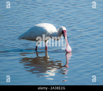 African Spoonbill standing in a lake feeding, South Africa Stock Photo