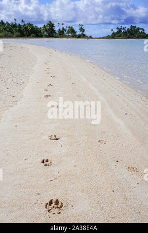 Dog pawprints in white sand along a lagoon with palm trees in the background Stock Photo