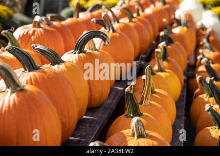 So many pumpkins. Rows of bright orange pumpkins at local orchard and farmer's market ready for Halloween and Thanksgiving decorations. Stock Photo