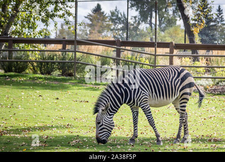 Zebras are several species of African equids Stock Photo