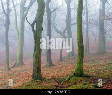 Ancient beech woodland is cloaked in mist on a damp autumn morning in Chevin Forest Park, Otley, as the first light of day gently highlights the scene. Stock Photo