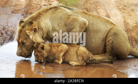 Lioness and her cub drinking from a puddle, South Africa Stock Photo