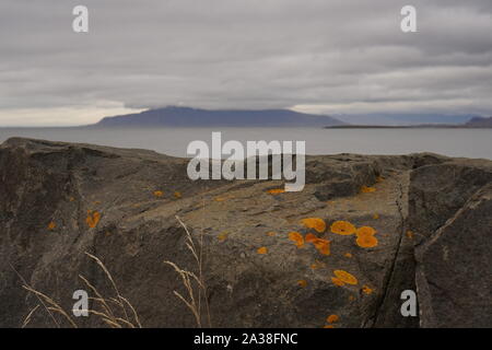 Yellow lichen on grey rock with sea, mountain and low hanging cloud in the distance Stock Photo