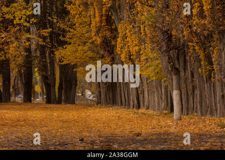 Colorful cottonwood trees in a row during autumn season Stock Photo