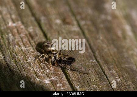 Zebra jumping spider (Salticus scenicus) eating its prey of a fly Stock Photo