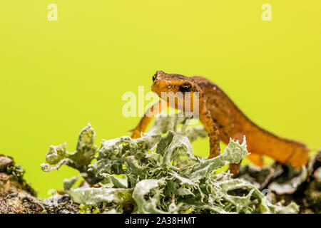 A young smooth newt photographed in controlled settings before being released where found. Stock Photo