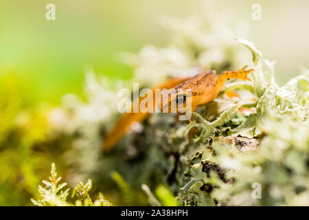 A young smooth newt photographed in controlled settings before being released where found. Stock Photo