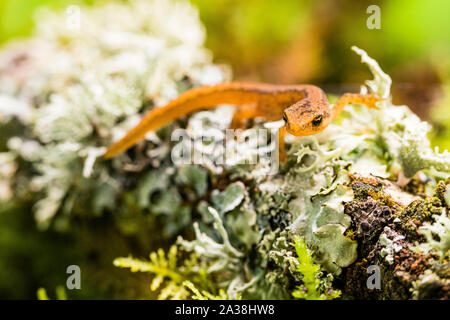 A young smooth newt photographed in controlled settings before being released where found. Stock Photo