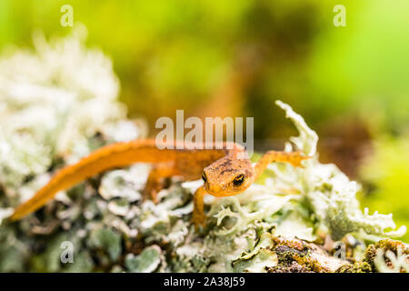 A young smooth newt photographed in controlled settings before being released where found. Stock Photo