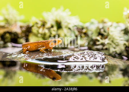 A young smooth newt photographed in controlled settings before being released where found. Stock Photo