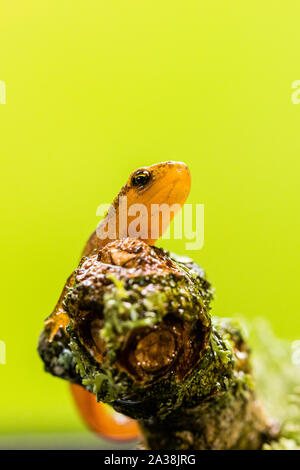 A young smooth newt photographed in controlled settings before being released where found. Stock Photo