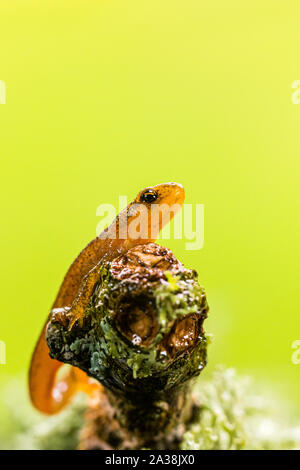 A young smooth newt photographed in controlled settings before being released where found. Stock Photo