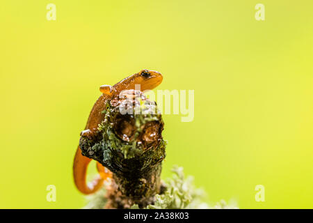 A young smooth newt photographed in controlled settings before being released where found. Stock Photo