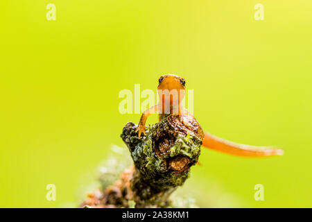 A young smooth newt photographed in controlled settings before being released where found. Stock Photo