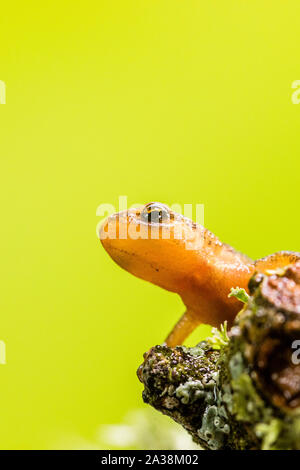 A young smooth newt photographed in controlled settings before being released where found. Stock Photo