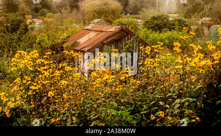 Yellow Rudbeckia flowers on allotment Stock Photo