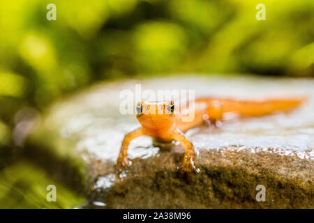 A young smooth newt photographed in controlled settings before being released where found. Stock Photo
