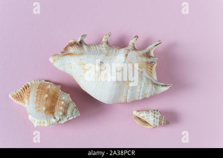 White sea shells on pink background flat lay Stock Photo