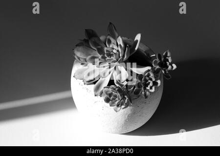 House plant in round ceramic pot partly shaded in black and white photo. Echeveria with small chicks on windowsill Stock Photo