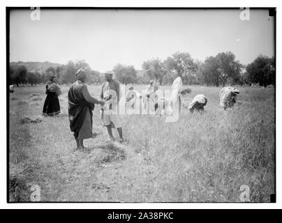 Ruth series. Threshing floor, winnowing, etc Stock Photo