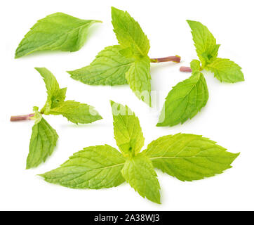 Isolated mint collection. Leaves and branches of fresh mint herbs isolated on white background with clipping path Stock Photo