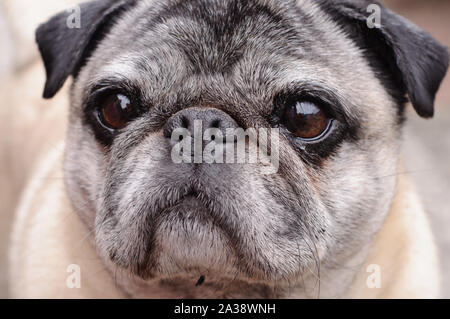 Pug flat faced dog breed close up portrait with reflections in eyes Stock Photo