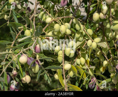 Close up of olives on a olive tree near Anogyra, Cyprus. Stock Photo