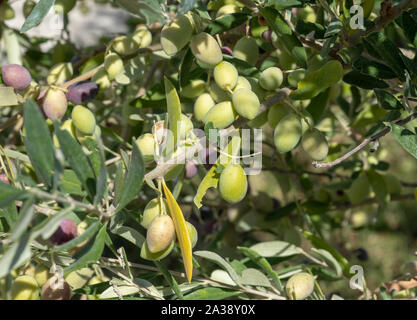 Close up of olives on a olive tree near Anogyra, Cyprus. Stock Photo