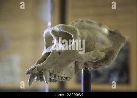 Gorilla skull, animal bone detail, head Stock Photo