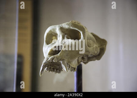 Gorilla skull, animal bone detail, head Stock Photo