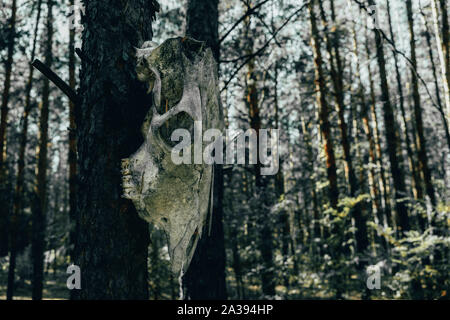 An old horse skull hangs in a pine forest on a tree. Stock Photo