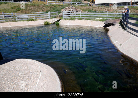 Ponds for the almost fully grown rainbow trout at the Red River State Trout Hatchery, New Mexico. Stock Photo