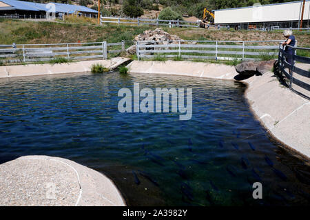 Ponds for the almost fully grown rainbow trout at the Red River State Trout Hatchery, New Mexico. Stock Photo