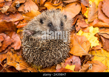 Hedgehog, (Scientific name: Erinaceus europaeus) Native, wild European hedgehog curled into a ball in colourful Autumn or Fall leaves.  Close up.  Hor Stock Photo